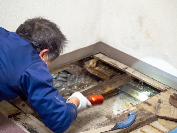 Best Mold Inspection  in Woodside, PA