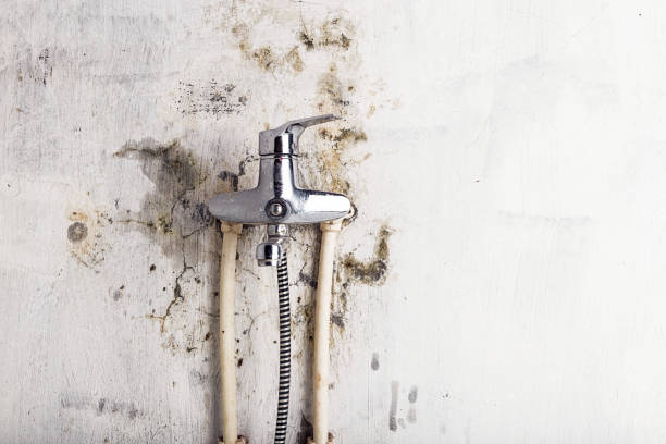 Best Mold Removal Near Me  in Woodside, PA