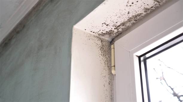 Best Mold Cleaning Services  in Woodside, PA