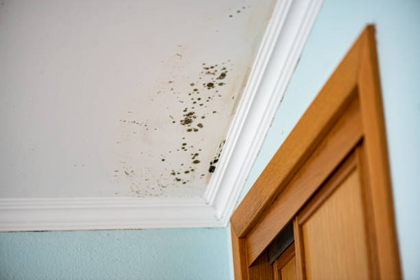 Best Fast Mold Removal  in Woodside, PA