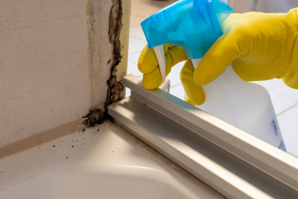 Best Mold Damage Repair  in Woodside, PA