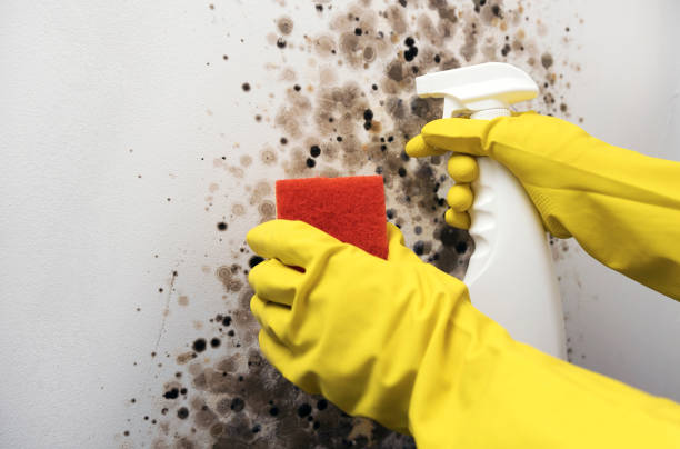 Best Attic Mold Removal  in Woodside, PA