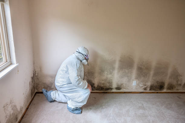 Best Black Mold Removal  in Woodside, PA