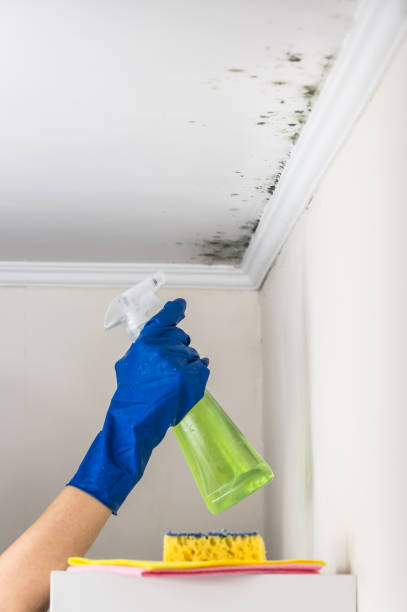 Best Mold Removal Process  in Woodside, PA
